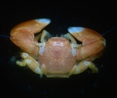 Pachycheles biocellatus
