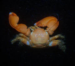 Pachycheles biocellatus