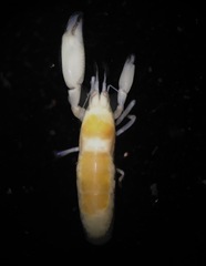 Typton granulosus