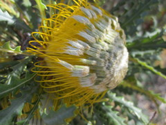 Banksia stuposa