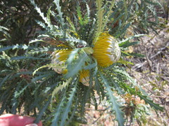 Banksia stuposa