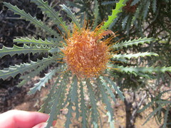 Banksia stuposa