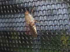 Anabarhynchus plumbeoides