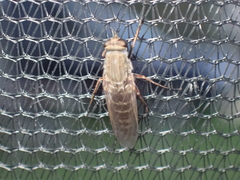 Anabarhynchus plumbeoides