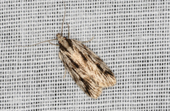 Barea sphaeridias