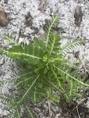 Phyllanthus