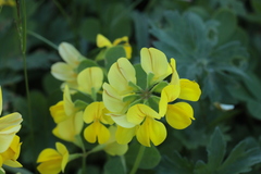 Securigera orientalis