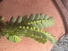 Phyllanthus