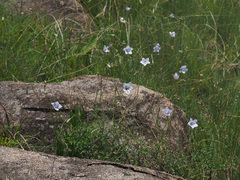 Wahlenbergia cuspidata