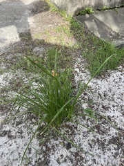 Cyperus