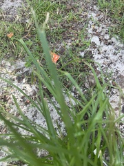 Cyperus