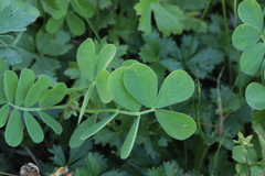 Securigera orientalis