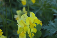 Securigera orientalis