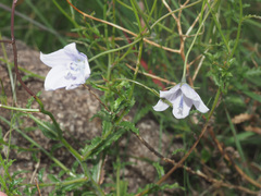 Wahlenbergia cuspidata