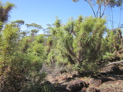 Banksia nobilis