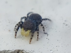 Talavera minuta