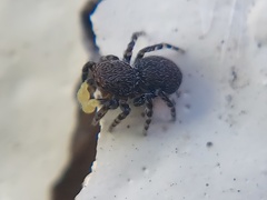Talavera minuta