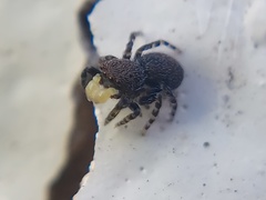 Talavera minuta
