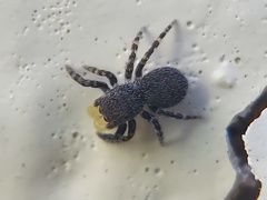 Talavera minuta