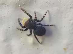Talavera minuta
