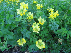 Securigera orientalis