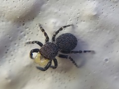 Talavera minuta
