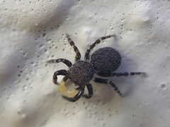 Talavera minuta