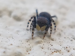 Talavera minuta