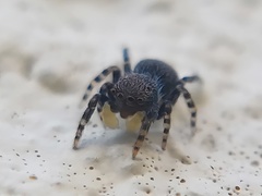 Talavera minuta