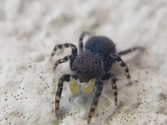Talavera minuta