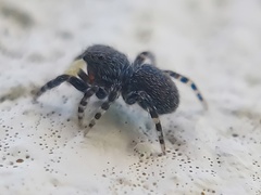 Talavera minuta