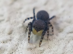 Talavera minuta