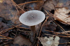 Cortinarius hemitrichus