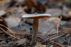 Cortinarius hemitrichus