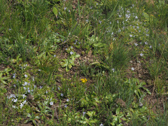 Craterocapsa tarsodes