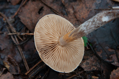 Cortinarius hemitrichus