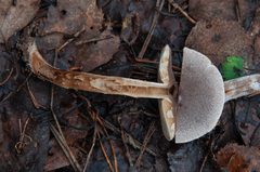 Cortinarius hemitrichus