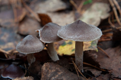 Cortinarius hemitrichus