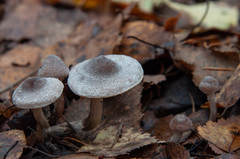 Cortinarius hemitrichus