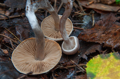 Cortinarius hemitrichus