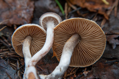 Cortinarius hemitrichus