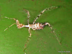 Stenolemus fraterculus