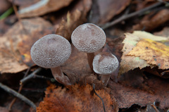 Cortinarius hemitrichus