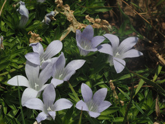 Craterocapsa tarsodes