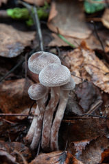 Cortinarius hemitrichus