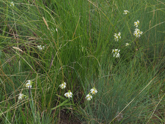 Schizochilus flexuosus
