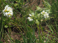 Schizochilus flexuosus