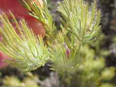 Adenanthos