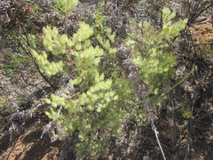Adenanthos