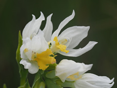 Schizochilus flexuosus